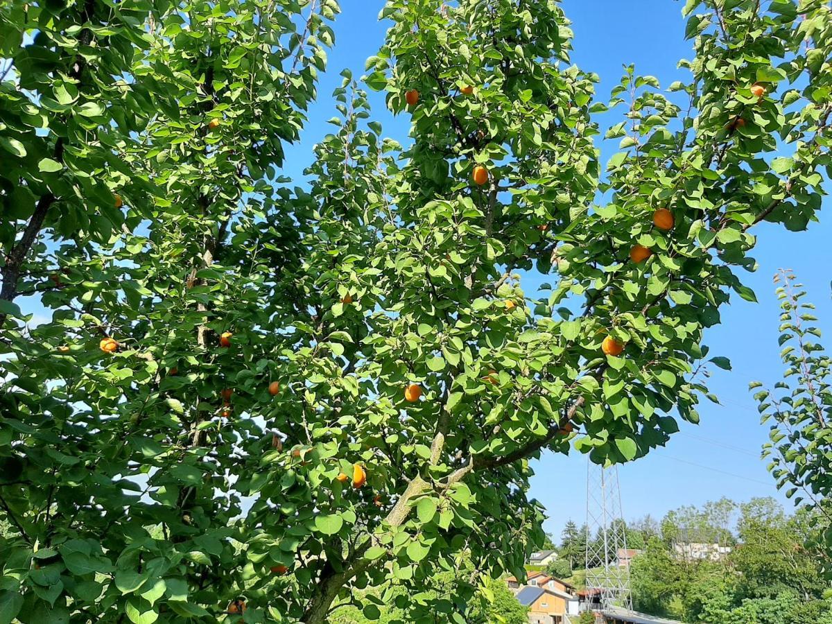 Agroturismo & Wine Lilek